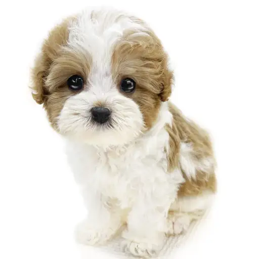 MIX(キャバリアキングチャールズスパニエル×トイプードル)