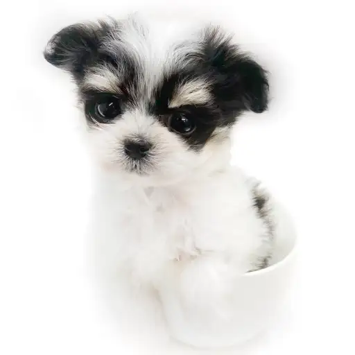 MIX(マルチーズ×チワワ)