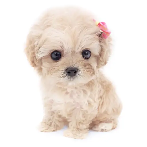 MIX(キャバリアキングチャールズスパニエル×トイプードル)