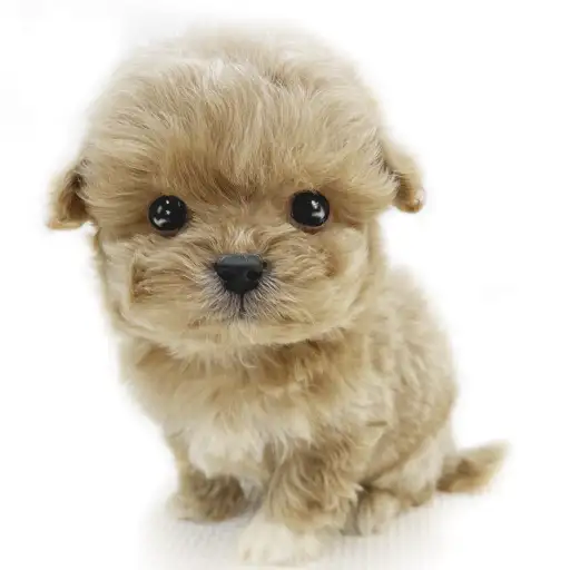 MIX（トイプードル×マルチーズ）