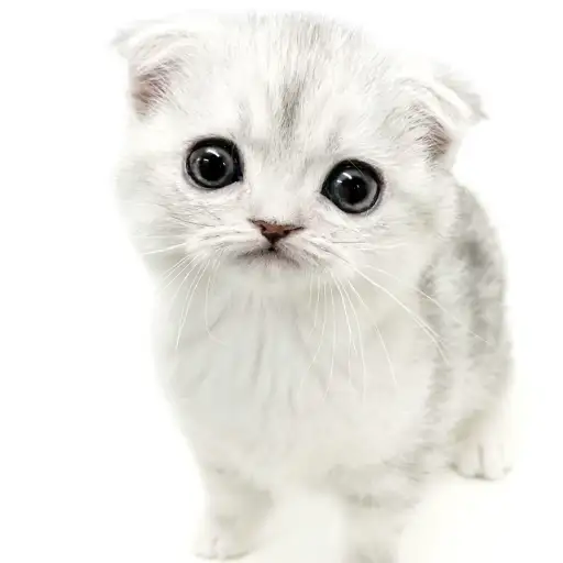 スコティッシュフォールド