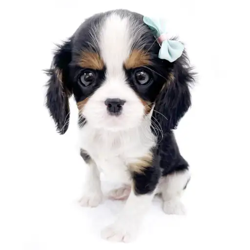 キャバリア・キングチャールズ・スパニエル