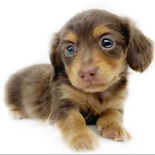 カニンヘン・ダックスフント