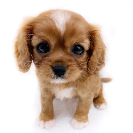 キャバリア・キングチャールズ・スパニエル