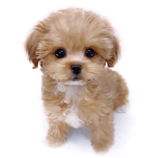 MIX(チワワ×トイプードル)