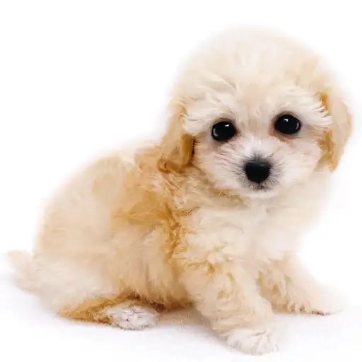 MIX(トイプードル×ビションフリーゼ)