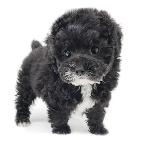 トイ・プードル