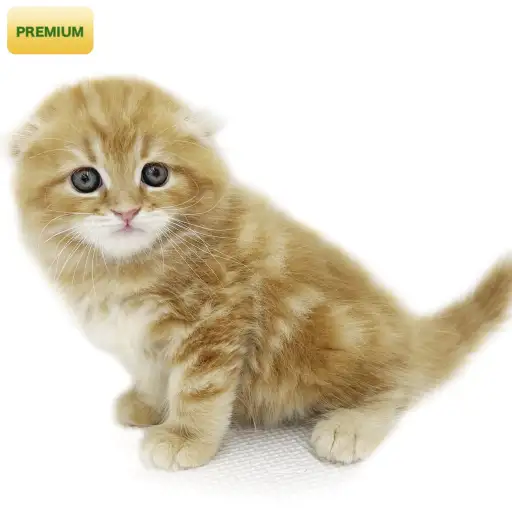 スコティッシュフォールド