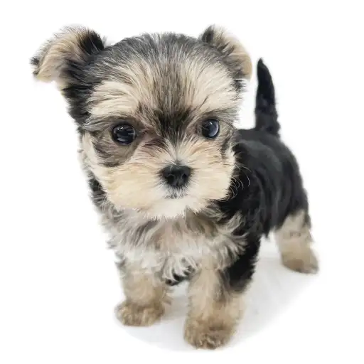 MIX（マルチーズ×ヨークシャーテリア）