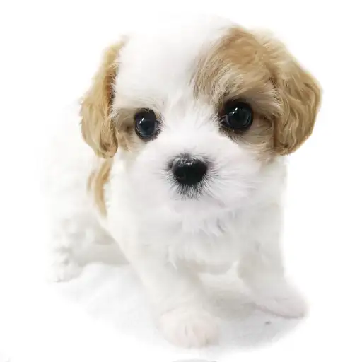 MIX（マルチーズ×キャバリアキングチャールズスパニエル）