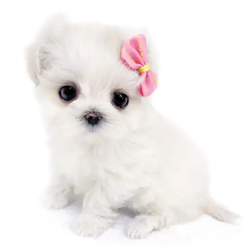 MIX（マルチーズ×トイプードル）