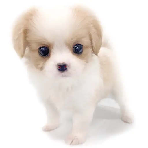 MIX（ポメラニアン×キャバリアキングチャールズスパニエル）