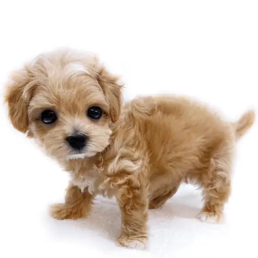 MIX(トイプードル×マルチーズ)