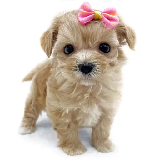 MIX（マルチーズ×トイプードル）