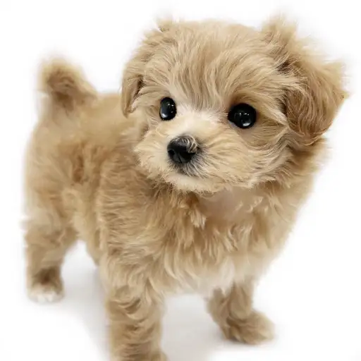 MIX（マルチーズ×トイプードル）