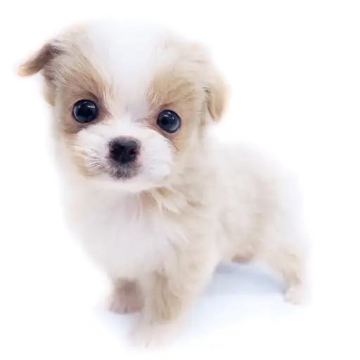 MIX(トイプードル×マルチーズ)