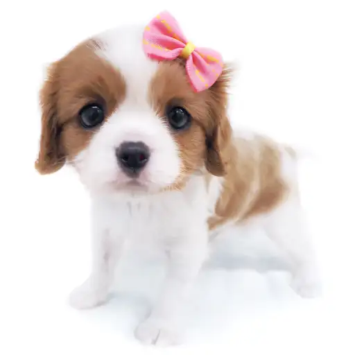 キャバリア・キングチャールズ・スパニエル
