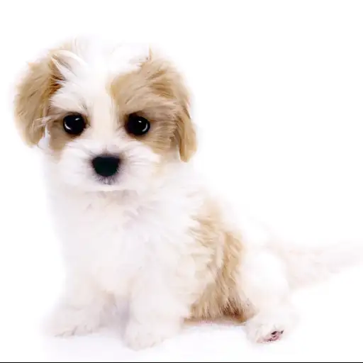 MIX(マルチーズ×キャバリアキングチャールズスパニエル)