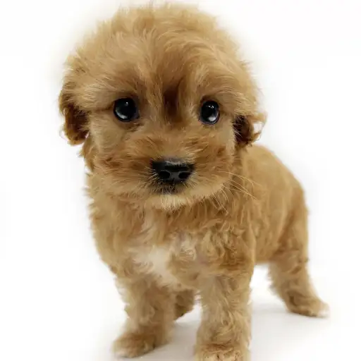 MIX(キャバリアキングチャールズスパニエル×トイプードル)