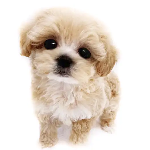 MIX(マルチーズ×トイプードル)