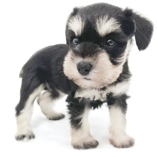 ミニチュア・シュナウザー