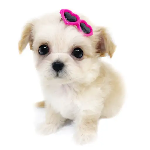 MIX（チワワ×トイプードル）