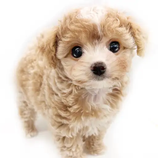 MIX（チワワ×トイプードル）