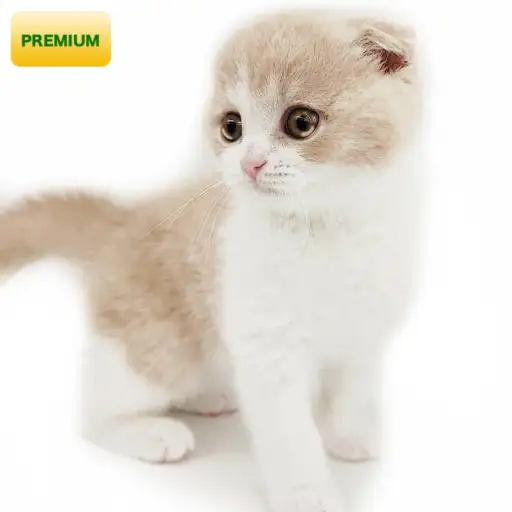 スコティッシュフォールド