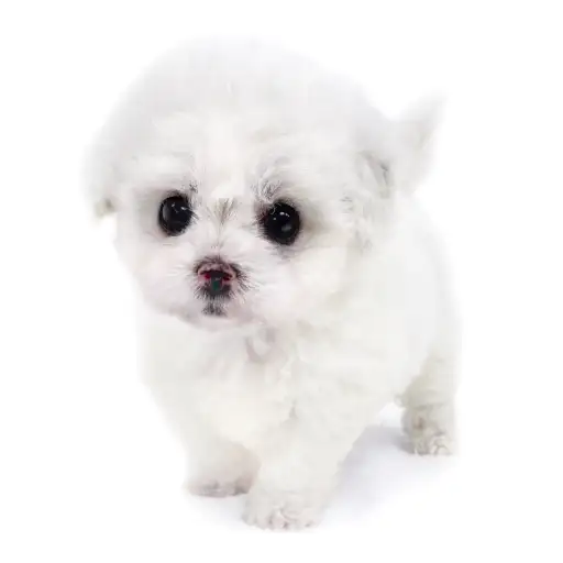 ビションフリーゼ