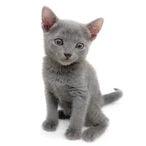 ロシアンブルー