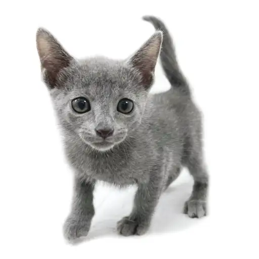 ロシアンブルー