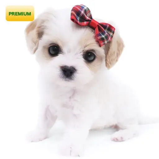 MIX（キャバリアキングチャールズスパニエル×ビションフリーゼ）