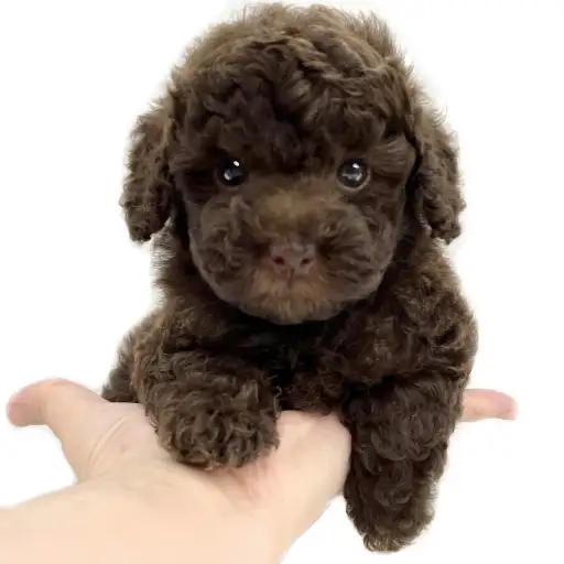 トイ・プードル