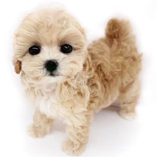 MIX（トイプードル×マルチーズ）