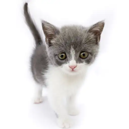 ブリティッシュショートヘア