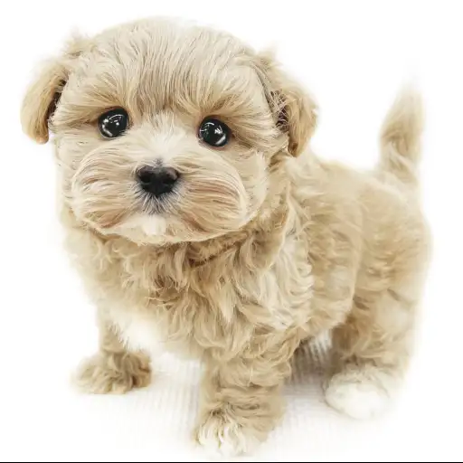 MIX（マルチーズ×トイプードル）