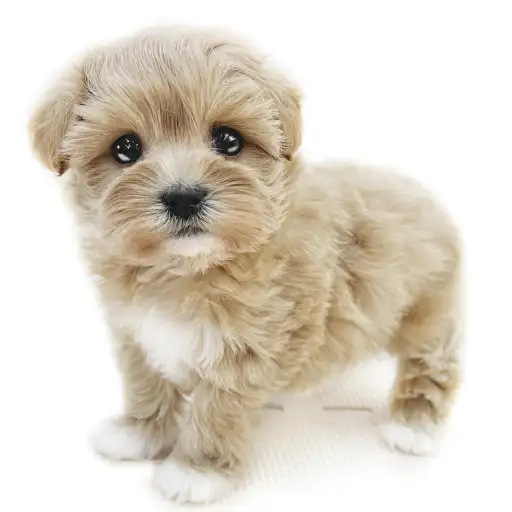 MIX（トイプードル×マルチーズ）