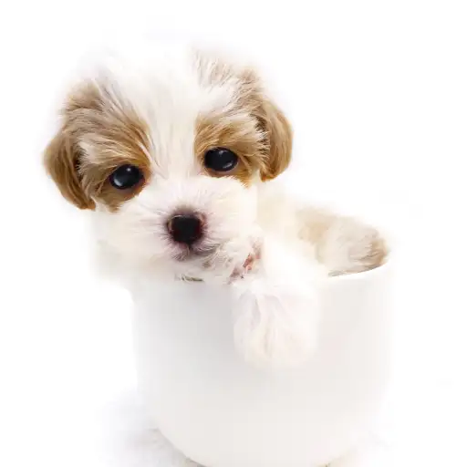 MIX(トイプードル×シーズー)