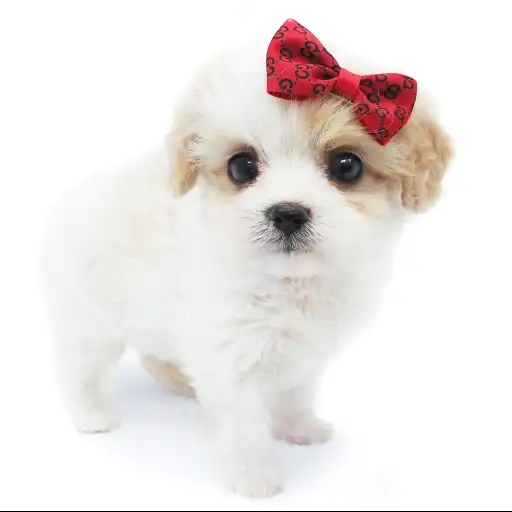 MIX【ビション×（キャバリア×ビション）】