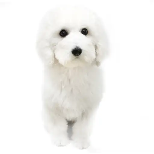 スタンダード・プードル