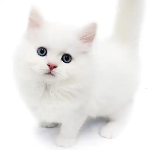 ネヴァマスカレード