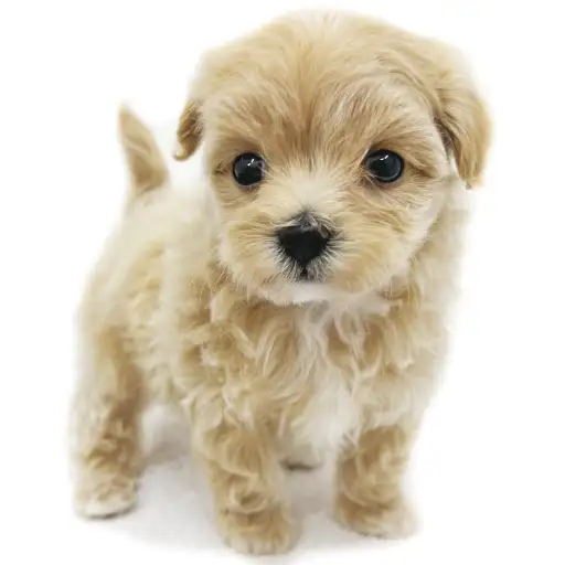 MIX（マルチーズ×トイプードル）