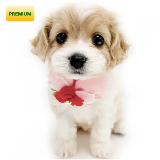 MIX(キャバリアキングチャールズスパニエル×ビションフリーゼ)