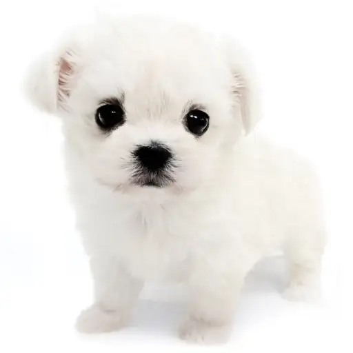 MIX(マルチーズ×チワワ)