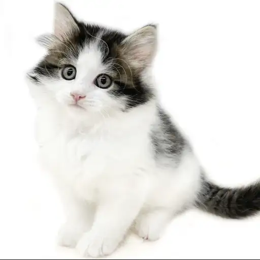 ノルウェージャンフォレストキャット