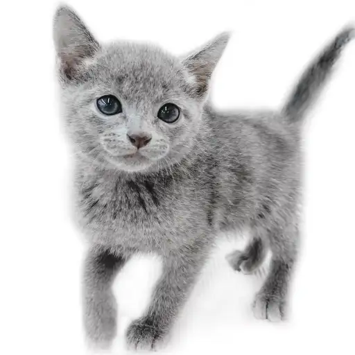 ロシアンブルー