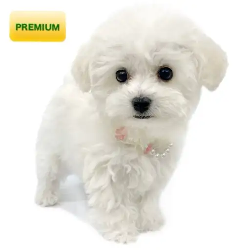 ビションフリーゼ