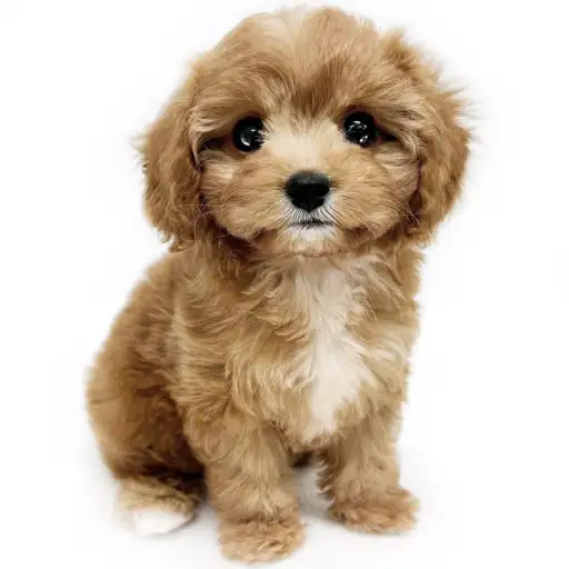 MIX（トイプードル×キャバリアキングチャールズスパニエル）