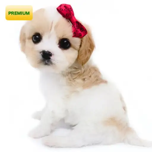 MIX(キャバリアキングチャールズスパニエル×ビションフリーゼ)