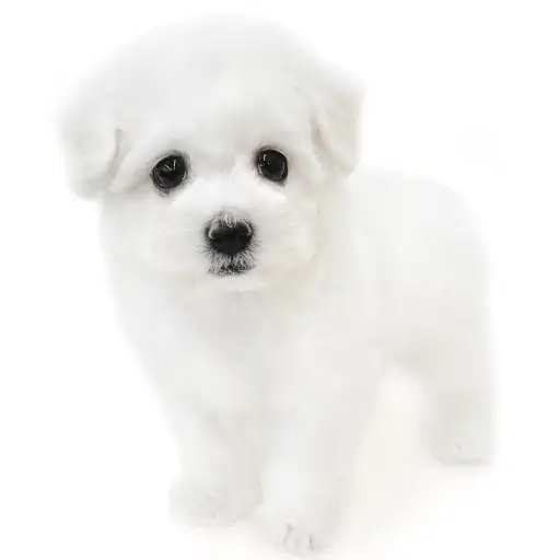 ビションフリーゼ